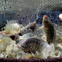 Các loài cá nước ngọt dễ nuôi mang giá trị kinh tế cao hiện nay