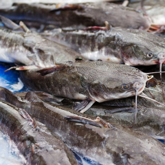 Tập hợp ngạnh các loài cá có độc bạn cần để ý