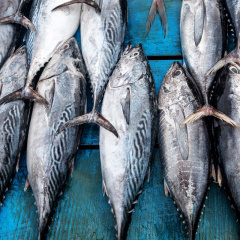 Xuất khẩu cá ngừ sang thị trường Nga