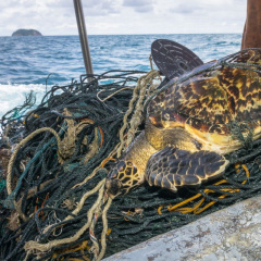 Cứu hộ rùa biển và các loài thú biển bị đánh bắt ngoài ý muốn
