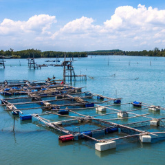 Chuyển giao kỹ thuật nuôi thương phẩm cá điêu hồng trong lồng, bè trên hồ chứa nước thủy lợi