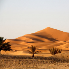 Nuôi tôm trên “Sa mạc”: Công nghệ cao đánh bại sự khắc nghiệt của tự nhiên