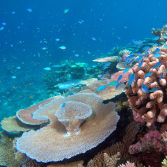 Hiện tượng tẩy trắng san hô: Hệ quả của biến đổi khí hậu
