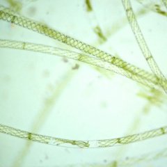 Tế bào tảo sợi