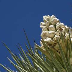 Sử dụng Yucca để phân hủy mùn bã