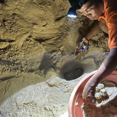 Bình Định: Rùa biển liên tiếp đẻ trứng tại bãi biển làng chài Nhơn Hải