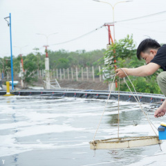 Tạo môi trường đáy tốt cho tôm vào mùa mưa