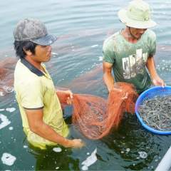 Nỗ lực vì một vụ nuôi thành công