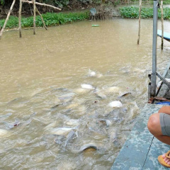 Một gia đình ở Cần Thơ cưu mang nhiều tấn cá dưới sông