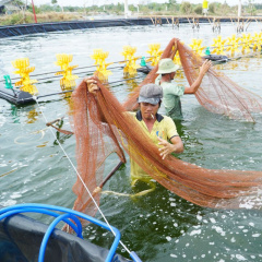 Những bất lợi khi nuôi tôm ở môi trường không phù hợp