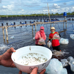 Giải pháp kiểm soát giá giống thủy sản sau bão