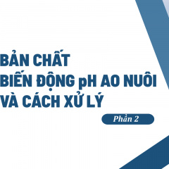 Bản chất pH ao nuôi tôm và cách xử lý