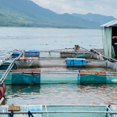 Nuôi thương phẩm cá điêu hồng trong lồng hướng đi phát triển bền vững nghề nuôi cá