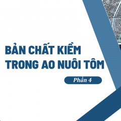 Bản chất kiềm trong ao nuôi tôm