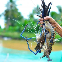 Câu chuyện thành công trong nuôi tôm