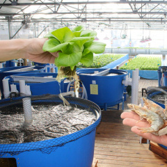 Hướng đi mới trong nuôi trồng thủy sản: Mô hình Aquaponics