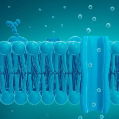 Lipid sinh học của tôm: Một kho báu dinh dưỡng