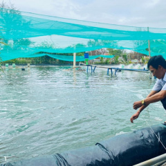 Tăng cường công tác phòng, chống dịch bệnh thủy sản trên địa bàn tỉnh Bình Định năm 2025