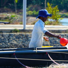 Giải pháp vi sinh giảm thiểu khí độc trong ao nuôi