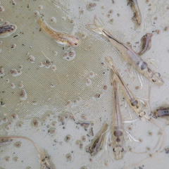 Xử lý dịch bệnh không dùng kháng sinh trong nuôi tôm