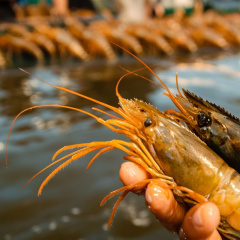 Xuất khẩu tôm Ecuador gặp khó khăn: Dự báo đầy thách thức cho năm 2025