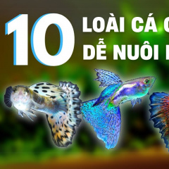 Tổng hợp 10 loài cá cảnh dễ nuôi nhất mà bạn nên biết