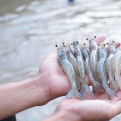 Ảnh hưởng của mật độ nuôi đến sức khỏe và năng suất tôm thẻ