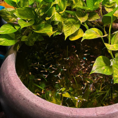 Giới thiệu các loài cây thủy sinh phủ xanh hồ cá