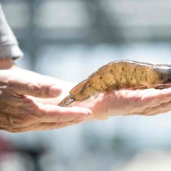 Công nghệ gen và chọn giống tôm kháng bệnh: Tiềm năng và thách thức