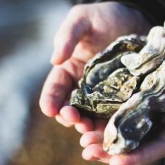 Nuôi hàu – Cơ hội làm giàu cho người dân ven biển