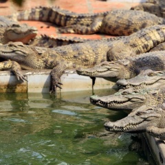 Nghề nuôi cá sấu: Lợi nhuận cao nhưng không dành cho tất cả