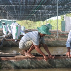 Tăng cường hạ tầng nuôi thủy sản trước mưa bão