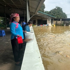 Cá giống Cốc San: Từ bàn tay người phụ nữ dân tộc Giáy đến thị trường tỷ đồng