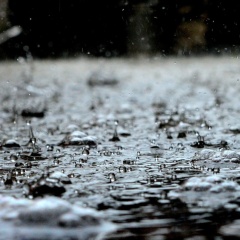 Cấp cứu khí độc sau mưa: Sử dụng yucca đúng cách trong ao nuôi tôm