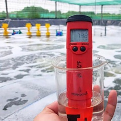 Bỏ quên độ kiềm: Sai lầm khiến nhiều vụ nuôi thất bại