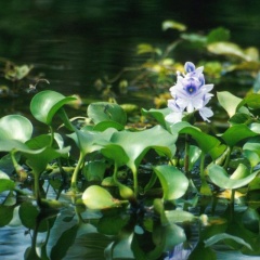 Hồi sinh ao cá với cây thủy sinh: Bí quyết xanh cho năng suất cao