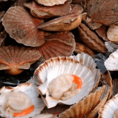 Nuôi sò điệp: Khai thác "vàng trắng" từ biển cả, hướng đi bền vững cho người dân ven biển