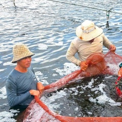 Cà Mau sau hợp nhất: “Thủ phủ tôm mới” hướng đến đột phá quốc gia