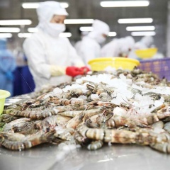 Tôm Việt bứt tốc tại EU: Cơ hội vàng giữa vùng xoáy thương mại toàn cầu