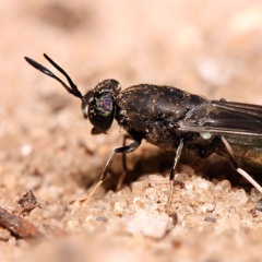 Ấu trùng ruồi lính đen - từ nguyên liệu thay thế lên nguồn tài nguyên chính