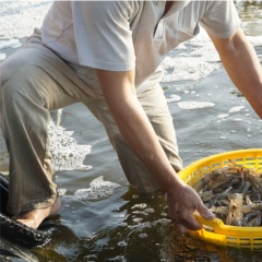 Copefloc: Hệ sinh thái bền vững trong nuôi tôm – Cơ hội và thách thức