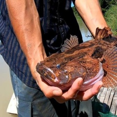 Cá bống tượng - Khó nuôi nhưng giá trị cao