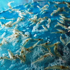 Công nghệ Nano trong nuôi tôm: Giải pháp tăng tỷ lệ sống mùa mưa