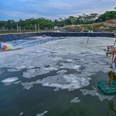 Lợn cợn trong ao tôm – Chỉ báo môi trường qua từng giai đoạn nuôi