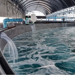 Nuôi tôm không chất thải: giải mã mô hình tuần hoàn tích hợp đa loài IMTA-RAS