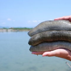 Phát triển giá trị hải sâm Việt Nam: Tiềm năng và định hướng khai thác bền vững