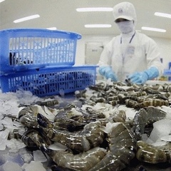 Nghịch lý ngành tôm Việt: Vì sao chưa khẳng định vị thế trên thị trường toàn cầu?