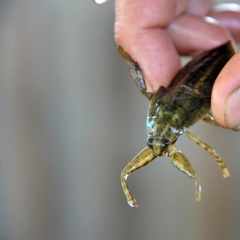 Nuôi cà cuống tại Việt Nam: Phục dựng đặc sản và hành trình làm chủ kỹ thuật