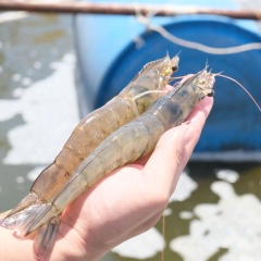 Các biểu hiện bệnh lý trên râu tôm và ý nghĩa trong quản lý sức khỏe ao nuôi