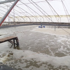 Tích hợp Ozon trong hệ thống tuần hoàn (RAS): Tối ưu hóa chất lượng nước và hiệu quả nuôi tôm